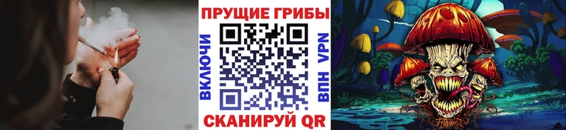 где найти наркотики  Кировск  Псилоцибиновые грибы Psilocybe 